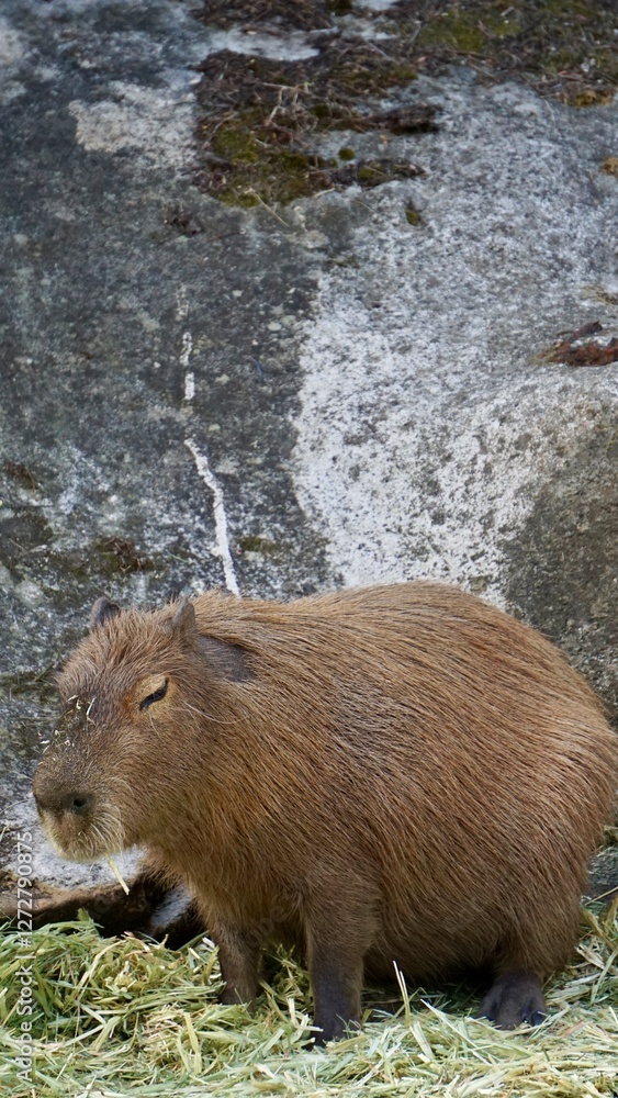 Fototapeta premium Closeup of a large brown capybara at the Sydney Zoo