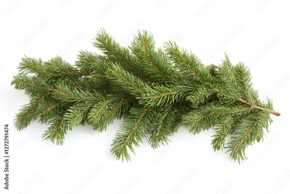Fresh Green Evergreen Branch Isolated on White Background Fresh Green Evergreen Branch Isolated on White Background