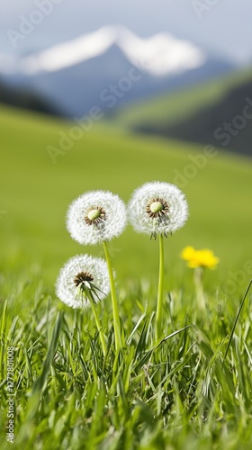 Three dandelions in a green field with mountains in the background