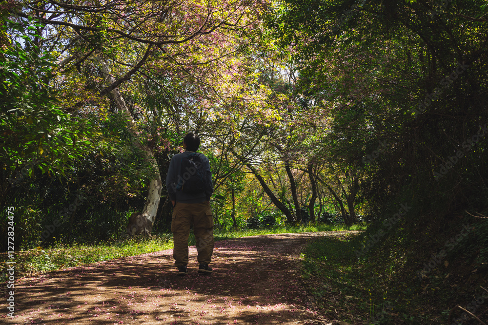 solo traveler in nature concept with asian man camping and sightseeing with pink cherry blossom tree in springtime season solo traveler in nature concept with asian man camping and sightseeing with pink cherry blossom tree in springtime season