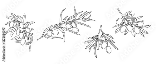 Set of Olive Branches in Modern Linear Minimal Style. Branches With olives, Leaves for creating logos, patterns, greeting cards, wedding Invitations. Vector drawing isolated on transparent background.