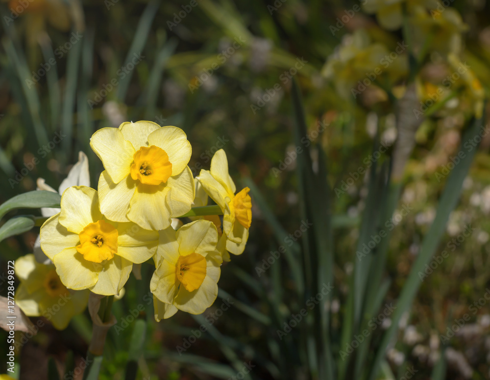 Fototapeta premium Narcissus flower with yellow petals on dark green background