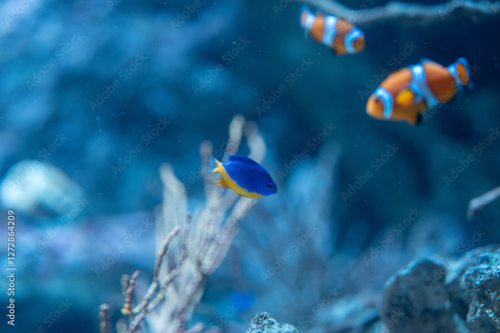 Fototapeta premium 美しい熱帯魚
