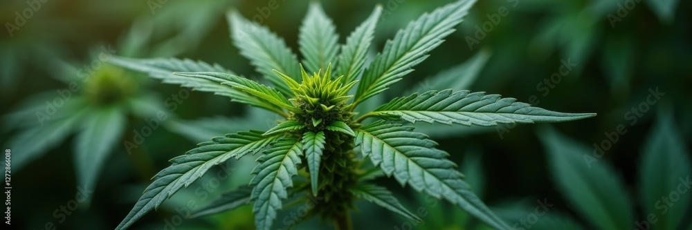 Close-up of healthy cannabis leaves, illustrating vibrant green tones. Ideal for wellness, agriculture, or lifestyle content related to cannabis products. Close-up of healthy cannabis leaves, illustrating vibrant green tones. Ideal for wellness, agriculture, or lifestyle content related to cannabis products.
