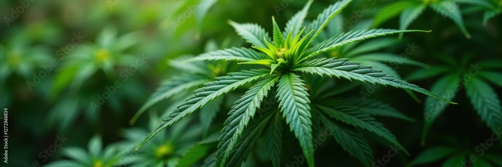 Lush green cannabis leaves thriving in natural light, symbolizing growth and vitality in the botanical and wellness industries. Lush green cannabis leaves thriving in natural light, symbolizing growth and vitality in the botanical and wellness industries.