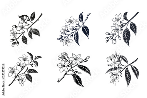 Jasmine (Jasminum spp.) silhouette vector illustration