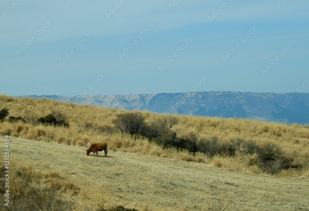 Fototapeta premium 冬の阿蘇の風景