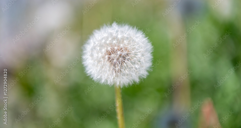 Fluffy puff of a dandelion clock in macro. Flower prepares to spread its seeds in springtime. Dandelion seedhead in nature. Soft and fluffy. Dandelion in nature. Dandelion flower, botany Fluffy puff of a dandelion clock in macro. Flower prepares to spread its seeds in springtime. Dandelion seedhead in nature. Soft and fluffy. Dandelion in nature. Dandelion flower, botany