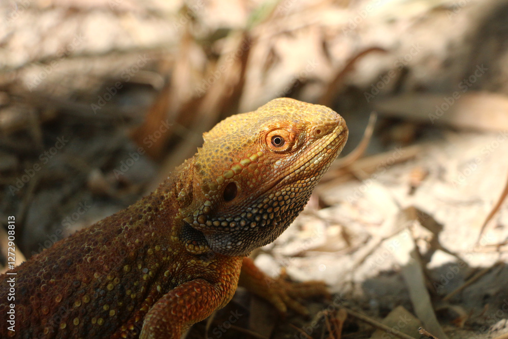Naklejka premium Bearded dragon lizard on Natural Habitat ,Close up image of Inland Bearded Dragon (Pogona vitticeps), Australian Bearded Dragon 