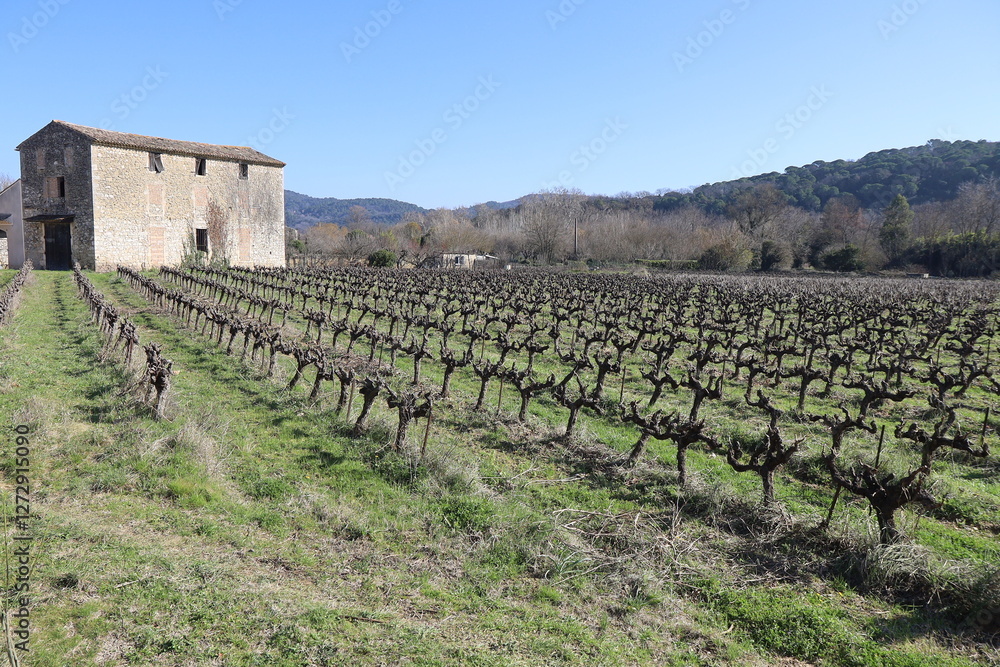 Vignes en hiver autour du village, village de Goudargues, département du Gard, France