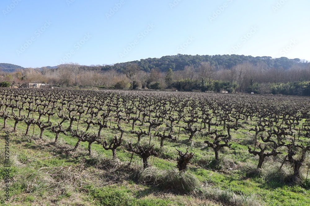 Vignes en hiver autour du village, village de Goudargues, département du Gard, France Vignes en hiver autour du village, village de Goudargues, département du Gard, France