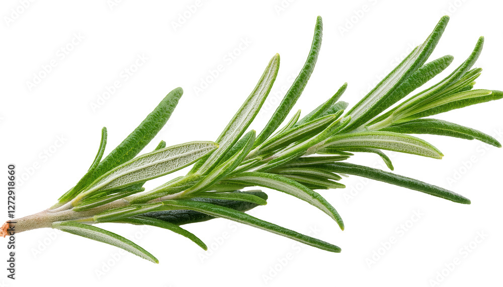 Fototapeta premium Rosemary Sprig, isolated on white background, full depth of field