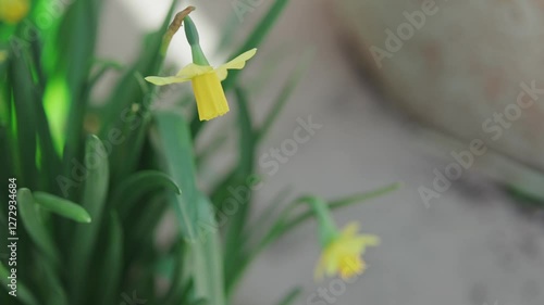 Shallow focus of yellow blooming wild daffodil or Lent lily flower