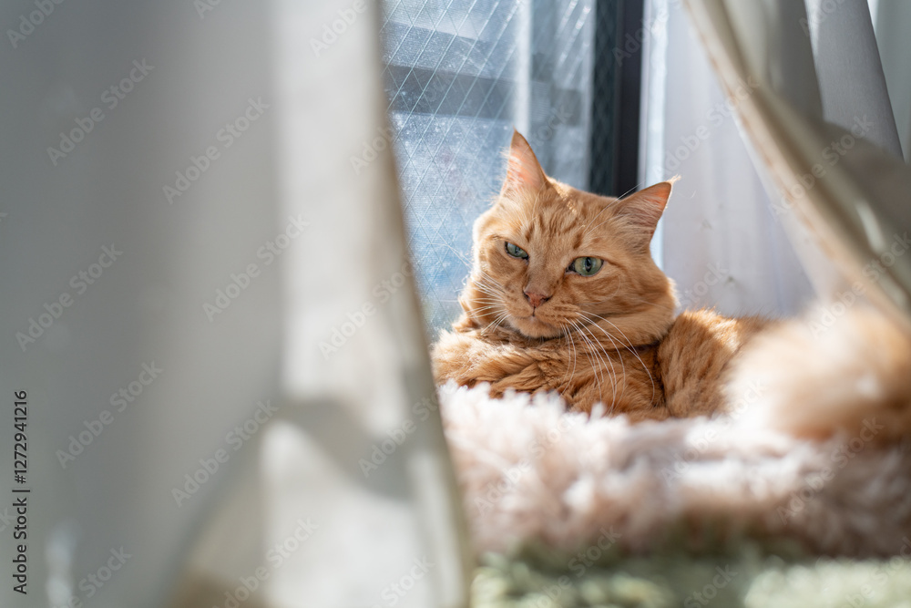 Φωτογραφία 窓辺でのんびり過ごす可愛い猫　茶トラ猫