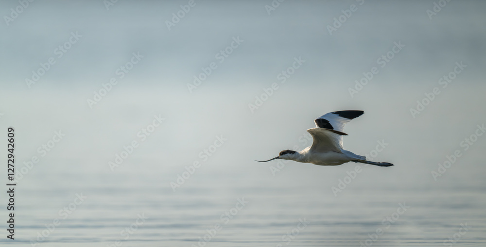 A Pied Avocet is flying over the sea. A Pied Avocet is flying over the sea.
