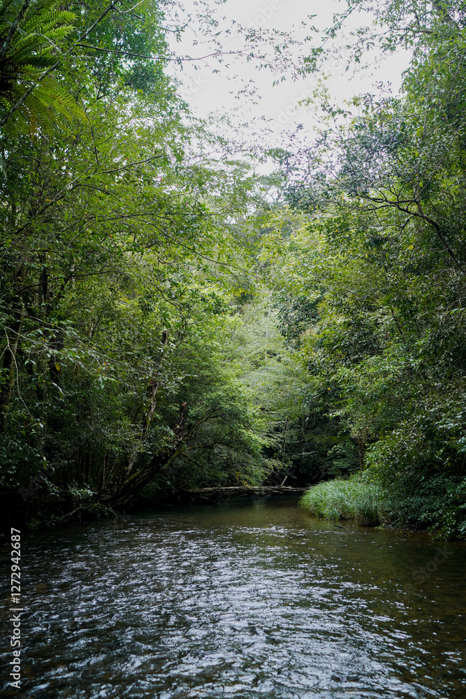 river stream under forest canopy, lushful greenery scene river stream under forest canopy, lushful greenery scene