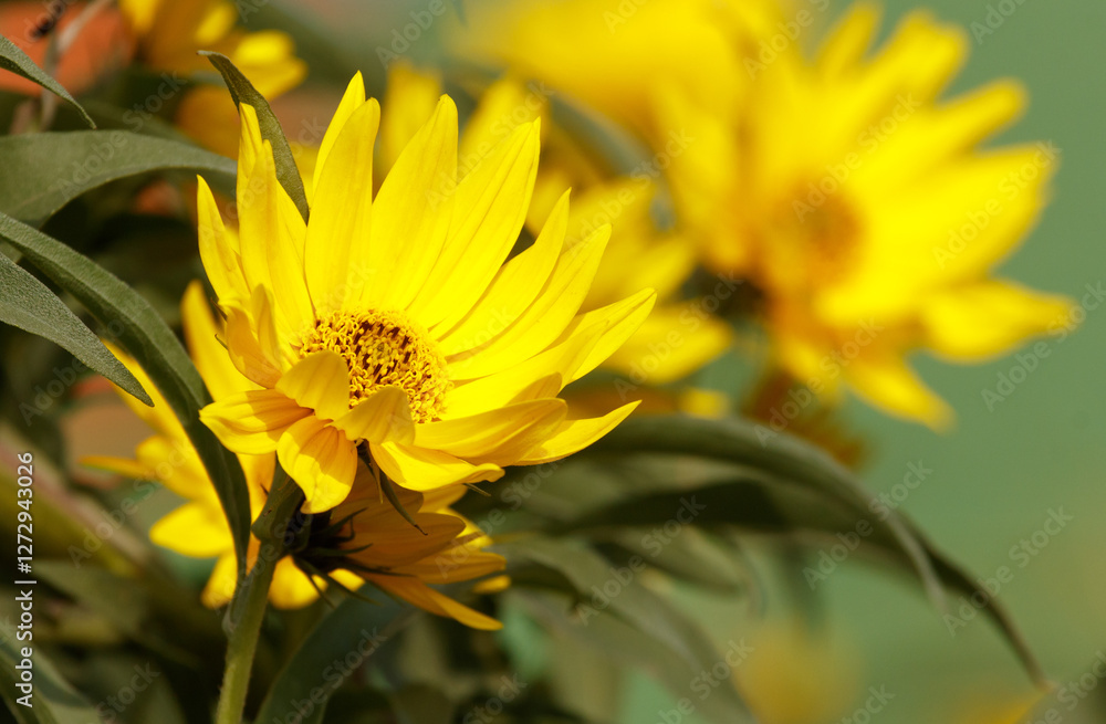 A yellow flower with a brown stem A yellow flower with a brown stem