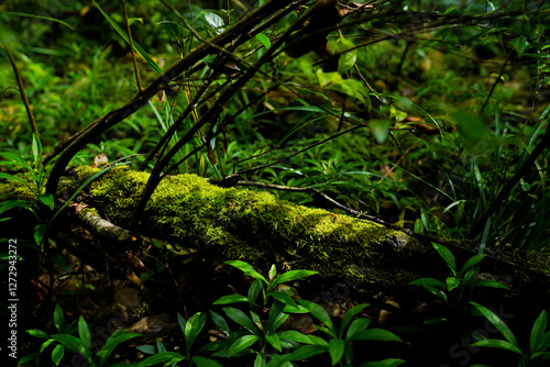 Fotografie mossy log in a lushful greenery tropical forest, shine under sunlight, real envi