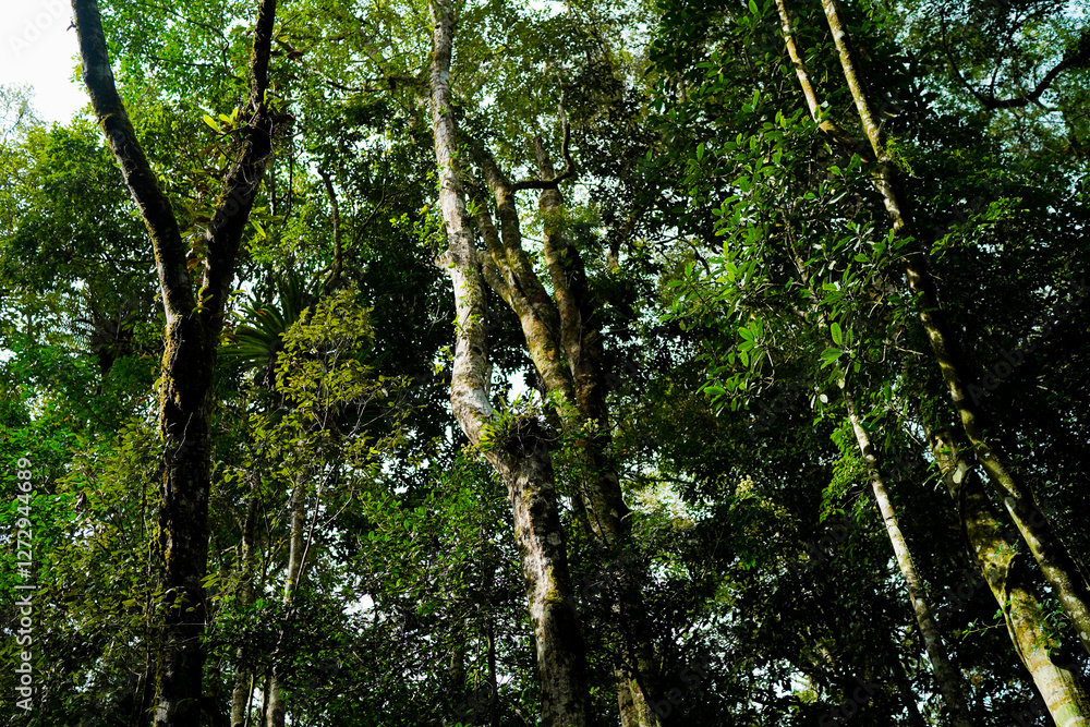 under forest canopy, beautyful green leaves, tropical jungle under forest canopy, beautyful green leaves, tropical jungle