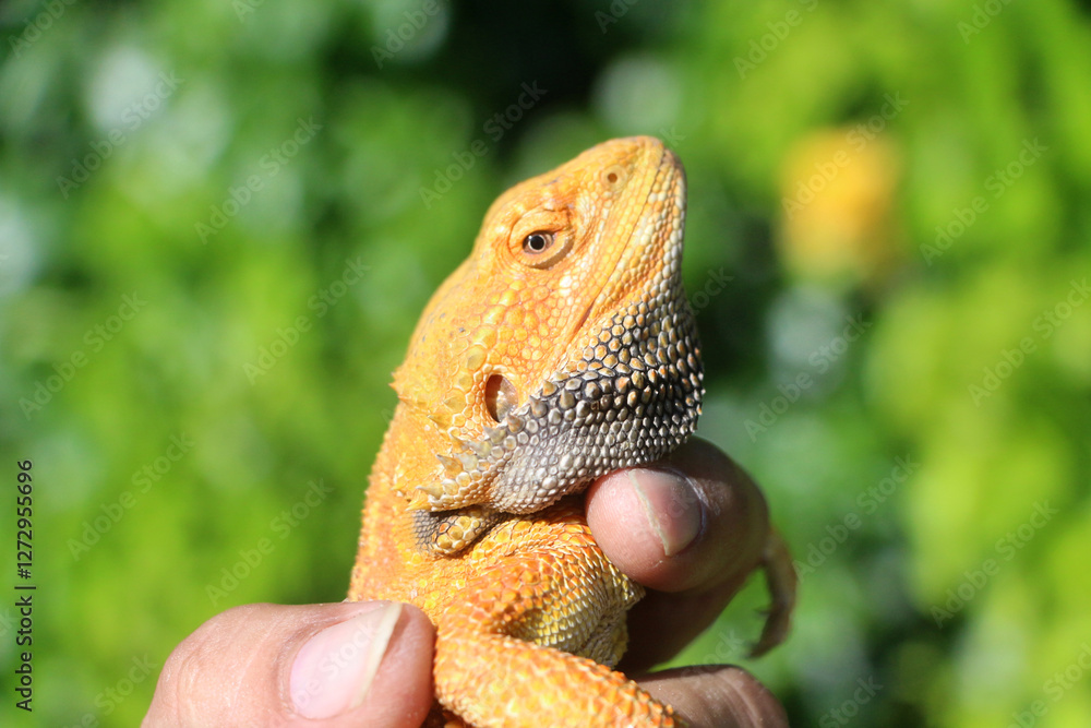 Obraz premium Bearded dragon lizard on Natural Habitat ,Close up image of Inland Bearded Dragon (Pogona vitticeps), Australian Bearded Dragon 