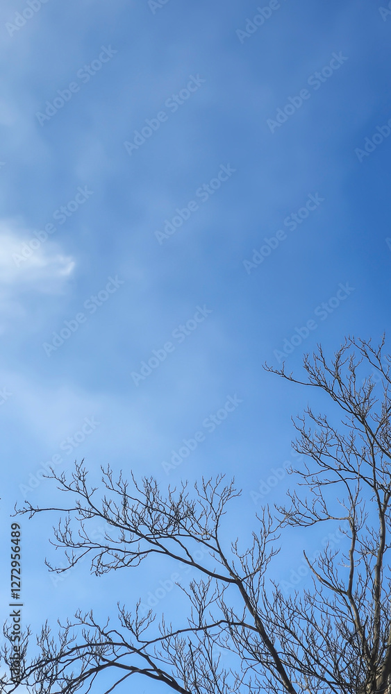 Blue sky with clouds, winter weather. Clouds on the background of trees. Blue sky with clouds, winter weather. Clouds on the background of trees.