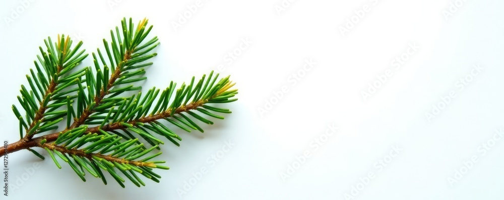 Evergreen spruce branch on a crisp white background, spruce, foliage Evergreen spruce branch on a crisp white background, spruce, foliage
