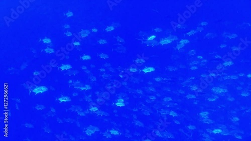 A big school of Giant Trevally at Peleliu, Palau