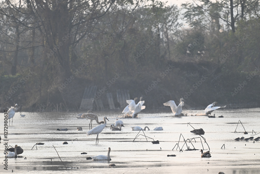 Fototapeta premium seagulls on the beach