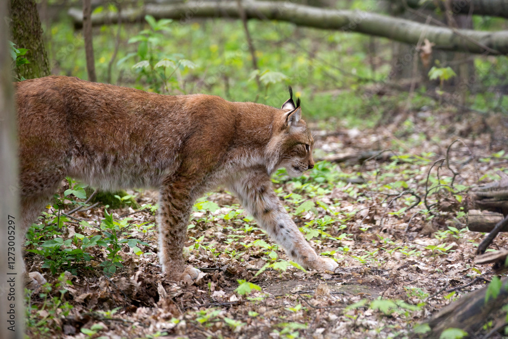 Lynx in the forest