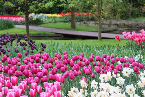 Canvas Print Flower beds full of brightly coloured tulips in a park in spring