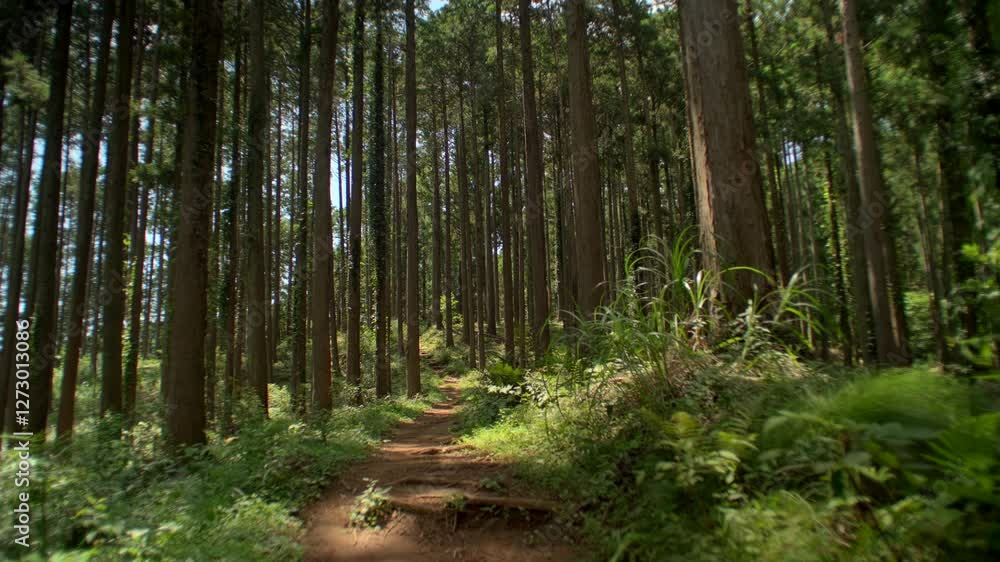Hiking Trail in a Japanese Forest - A beautiful dirt path winds through a dense Japanese forest, offering a peaceful nature walk in the wilderness Hiking Trail in a Japanese Forest - A beautiful dirt path winds through a dense Japanese forest, offering a peaceful nature walk in the wilderness