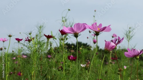 It's autumn and butterflies are flying among the cosmos flowers.코스모스꽃들 사이로 나비가 날아다니는 가을입니다. photo