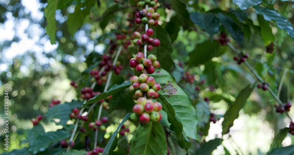 raw coffee beans on branches of the tree in coffee plantations. 4k video raw coffee beans on branches of the tree in coffee plantations. 4k video