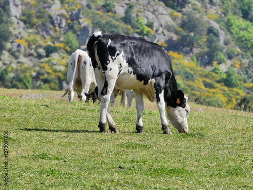 Troupeau de vaches dans une grande prairie