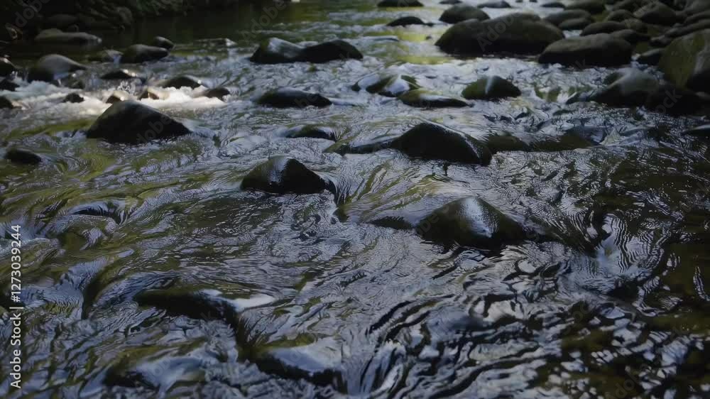 Serene forest river scene captured in a wide-angle video. Sunlight filters through lush green foliage, creating a tranquil, natural atmosphere. Serene forest river scene captured in a wide-angle video. Sunlight filters through lush green foliage, creating a tranquil, natural atmosphere.