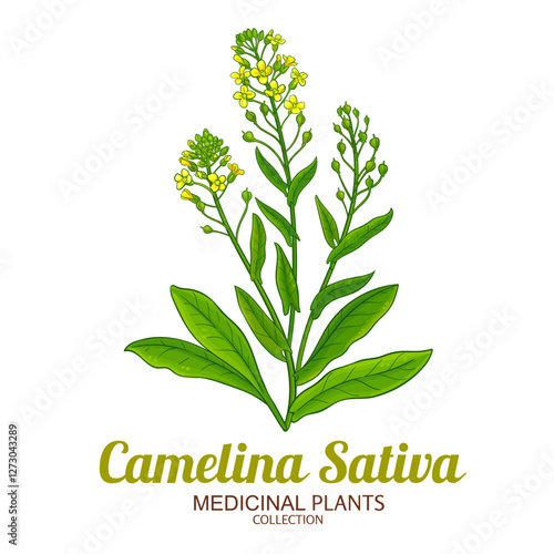 Camelina Sativa Plant with Flowers and Leaves Colored Illustration. Essential oil ingredient for aromatherapy, health care, alternative medicine. 