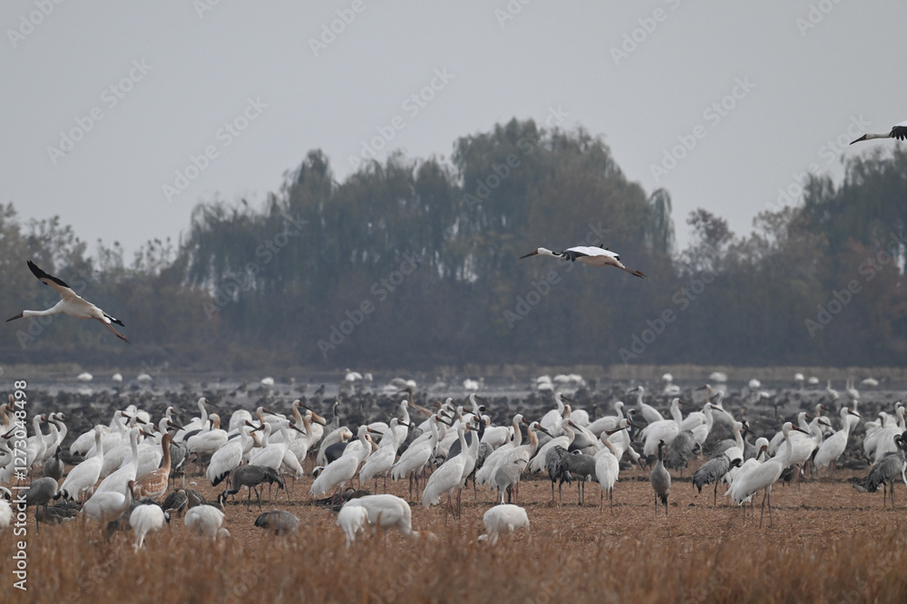 Obraz premium pelicans in flight