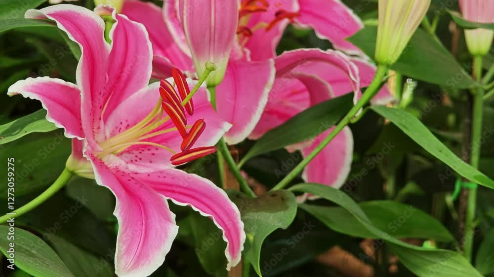 Close up of pink lily flowers, surrounded by green leaves. Close up of pink lily flowers, surrounded by green leaves.