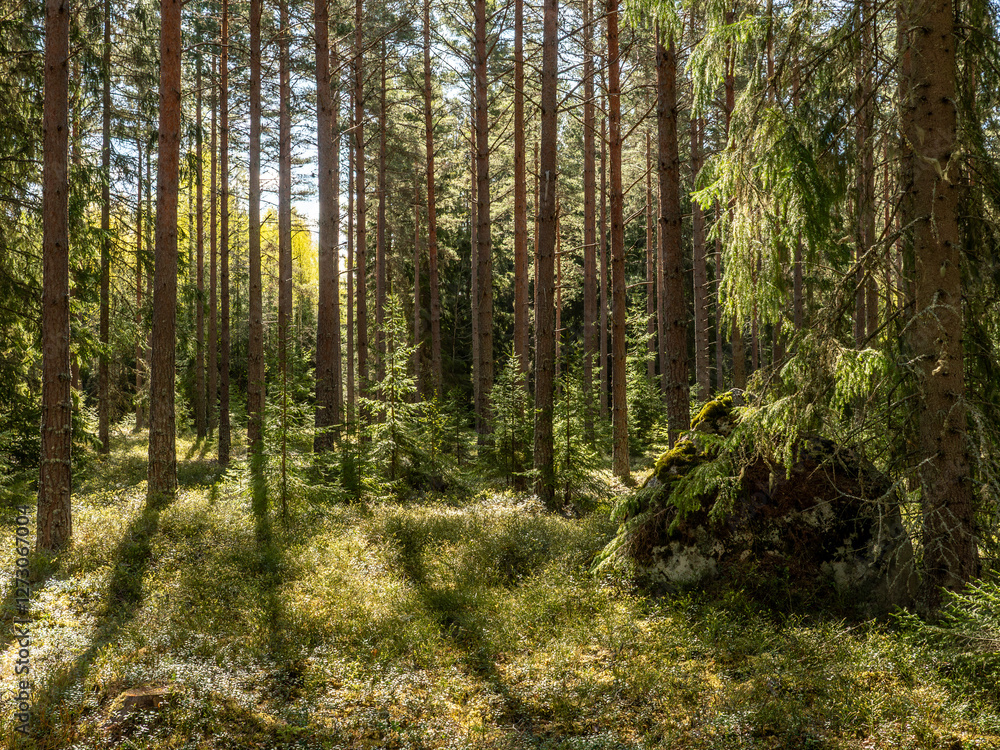Sunshine pine forest in a wild wood nature Sunshine pine forest in a wild wood nature