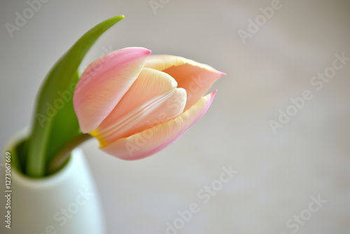Minimalist photo of a singl...