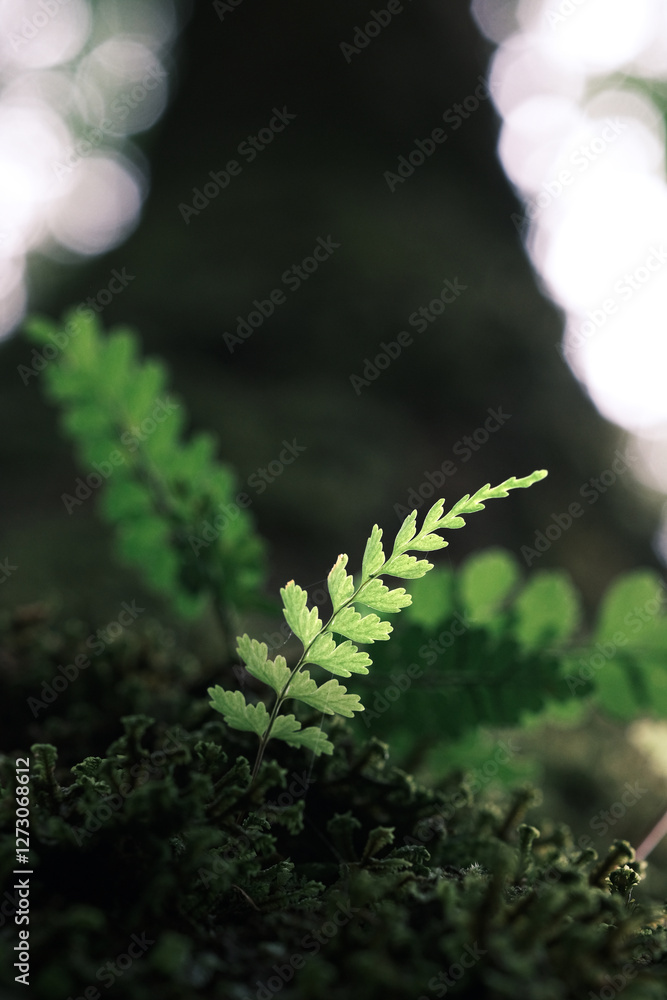 fern leaves from trees in a rainforest in a natural background that is blurry fern leaves from trees in a rainforest in a natural background that is blurry