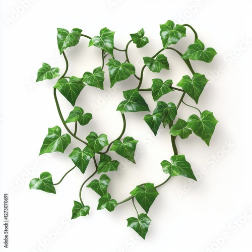 Thriving green ivy vine with twisting tendrils isolated on white background