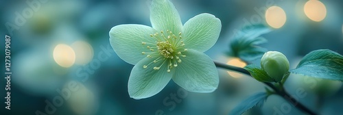 Hellebore, Christmas rose, Helleborus odorus green flowers in natural sun light, spring floral garden photo