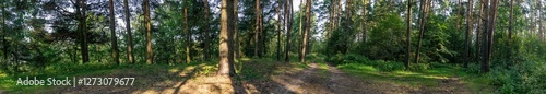 Tranquil image of a road winding through a forest clearing, capturing the serenity of nature. Ideal for nature-themed designs, the scene showing a peaceful journey through the lush greenery. 