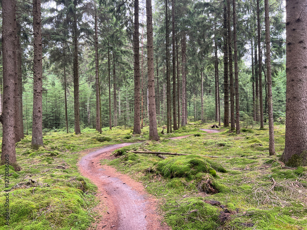 MTB track at Gasselte - Gieten in Drenthe