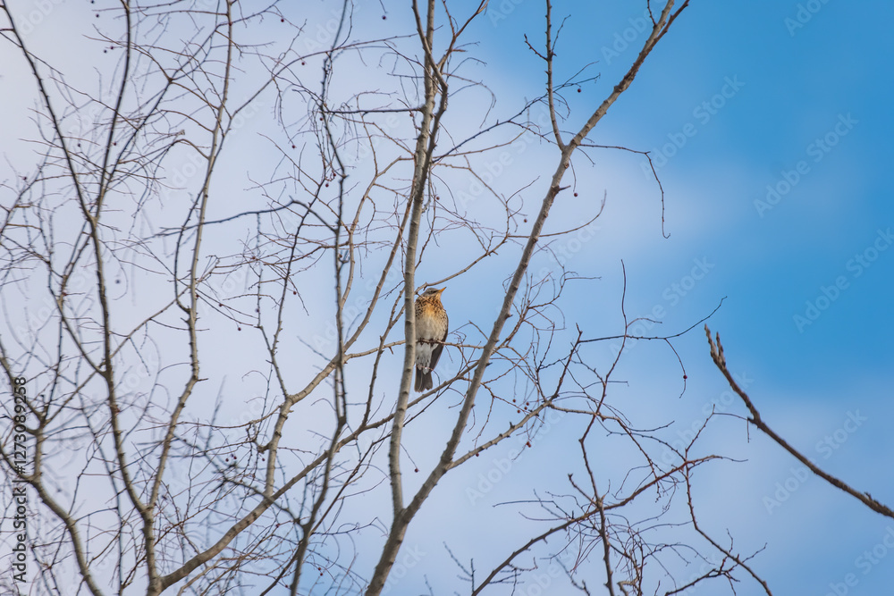 A fieldfare Turdus pilaris perched on a snowy tree branch in winter. Beautiful detailed close up of this wild bird in its natural habitat. A fieldfare Turdus pilaris perched on a snowy tree branch in winter. Beautiful detailed close up of this wild bird in its natural habitat.