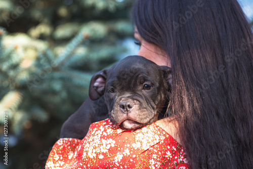 Wallpaper Mural small black American Bully puppy snuggled up to his owner's shoulder Torontodigital.ca