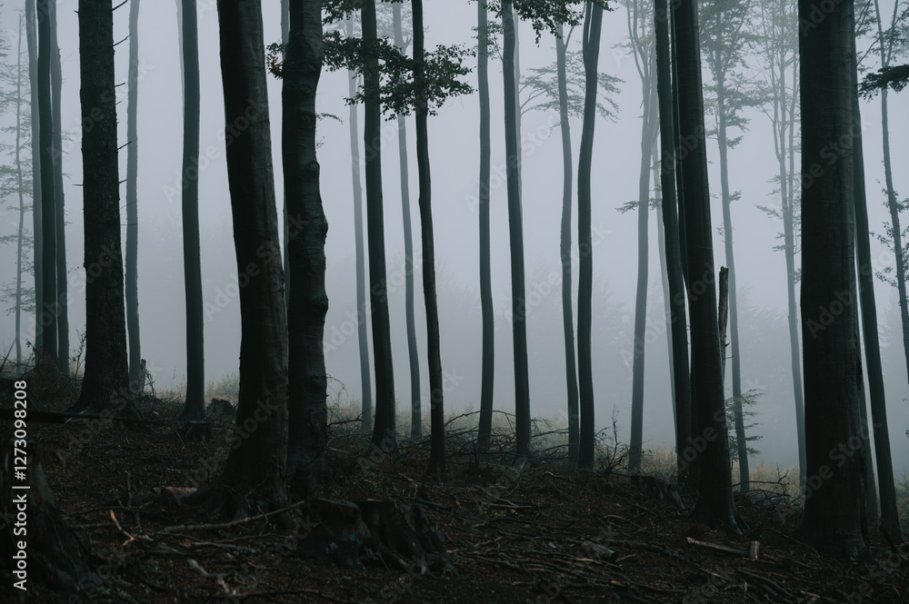 Dark nature after the rain. Mist in the Melancholic Forest Dark nature after the rain. Mist in the Melancholic Forest