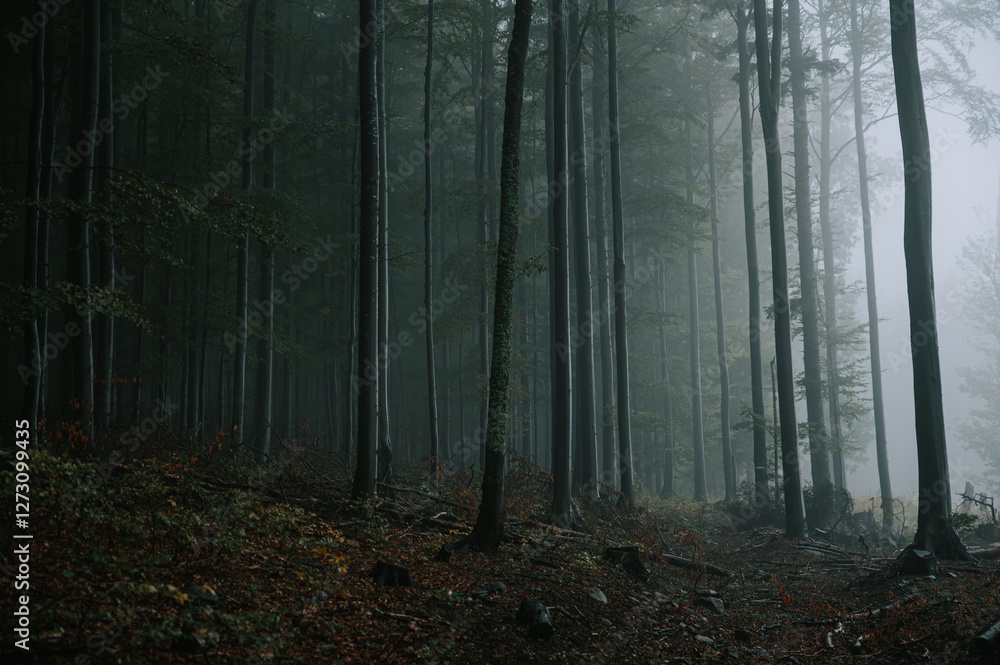 Obraz premium Gloomy misty forest in the Depressing autumn evening. Trees shadows vanishes into the distance