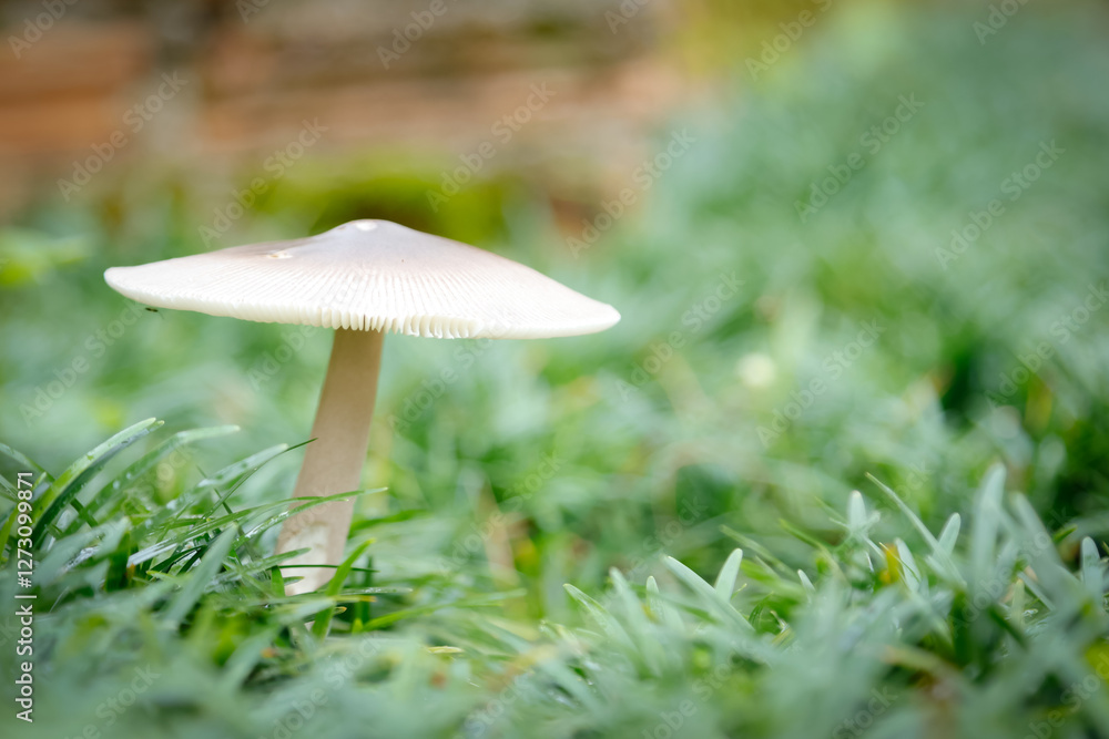 solitary mushroom stands tall amidst a bed of lush green grass, its delicate cap and slender stem contrasting with the surrounding foliage solitary mushroom stands tall amidst a bed of lush green grass, its delicate cap and slender stem contrasting with the surrounding foliage